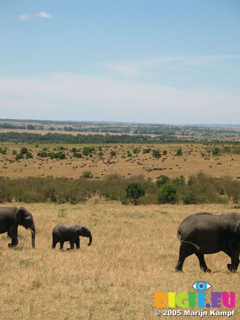 14779 Elephants walking